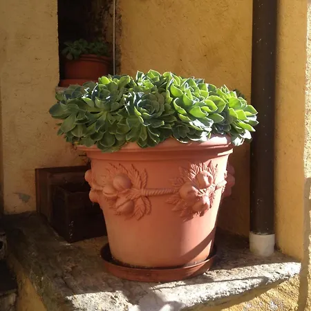 Mit Blick Auf Den Comer Gravedona
